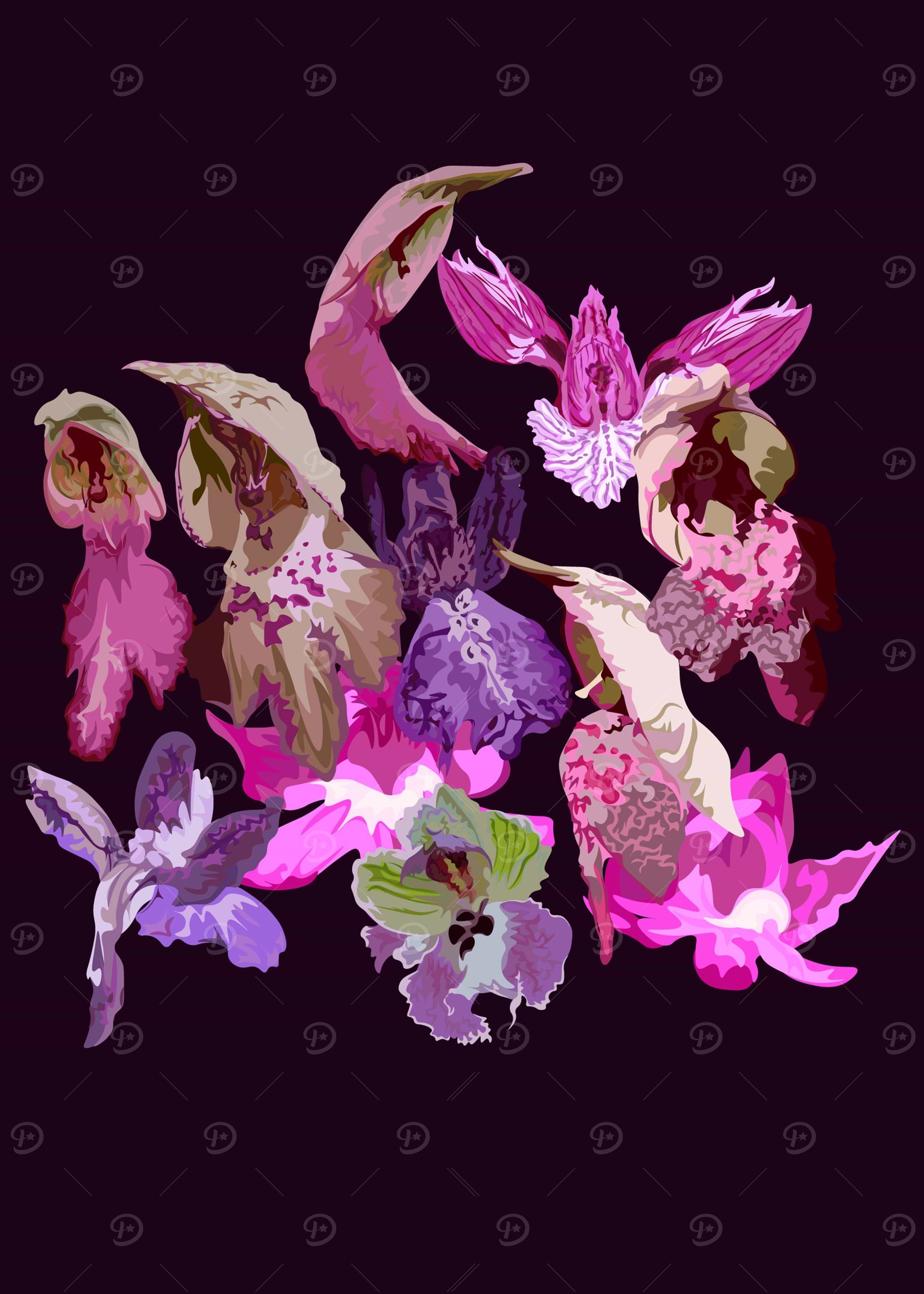Anacamptis orchids