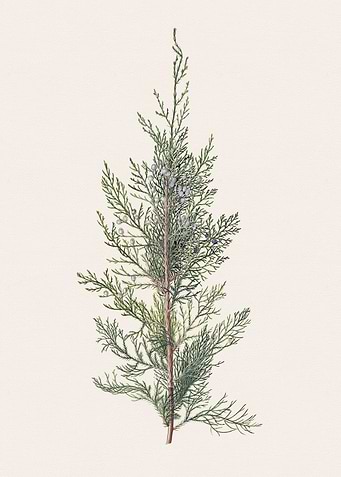Cedar Branch Illustration
