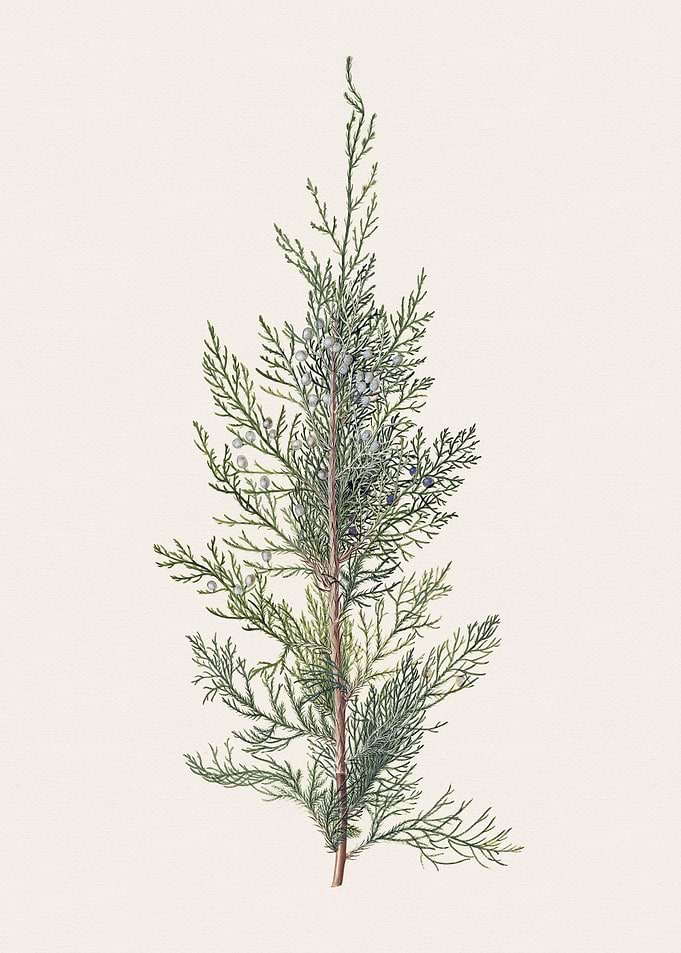 Cedar Branch Illustration