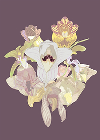Acanthophippium orchids