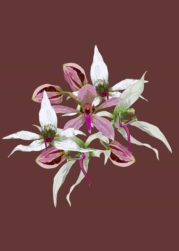 Ancistrochilus orchids
