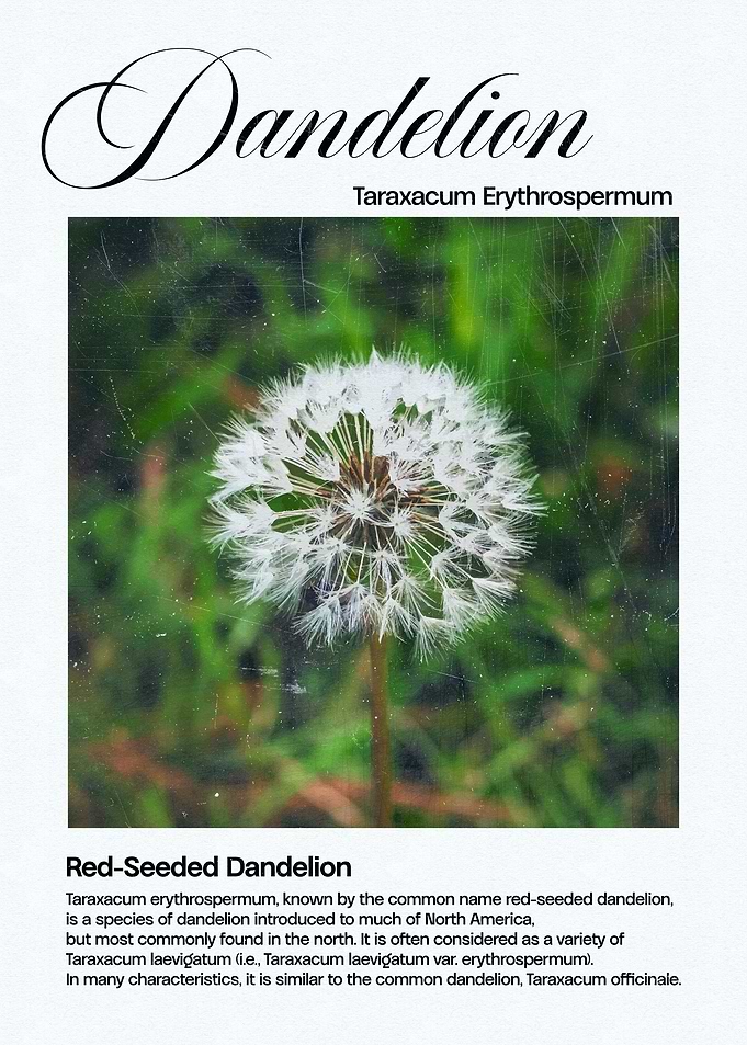 Red-Seeded Dandelion