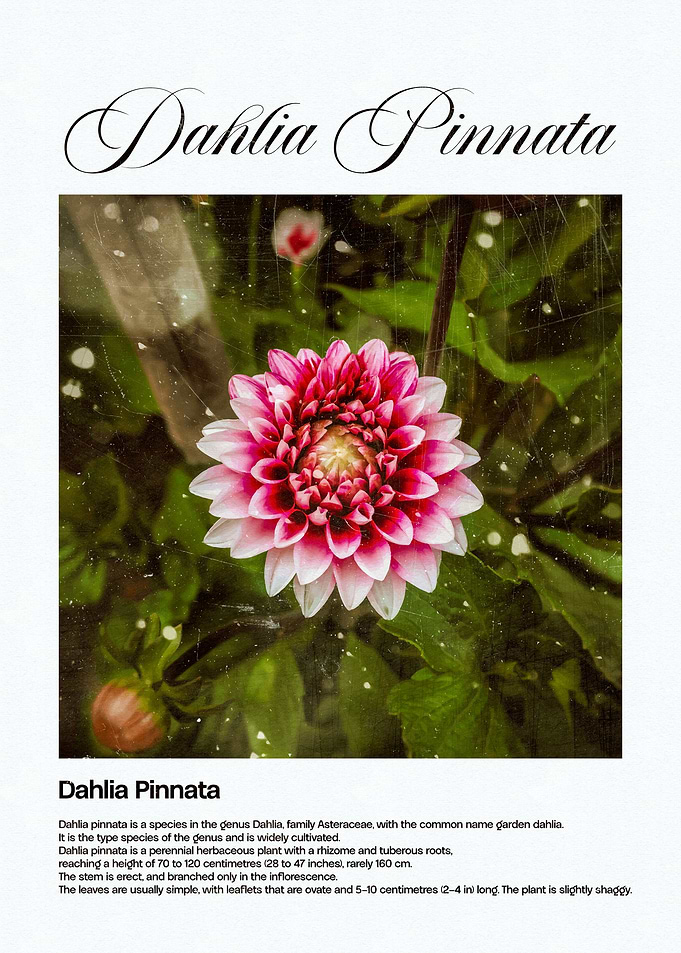 Dahlia Pinnata Flower