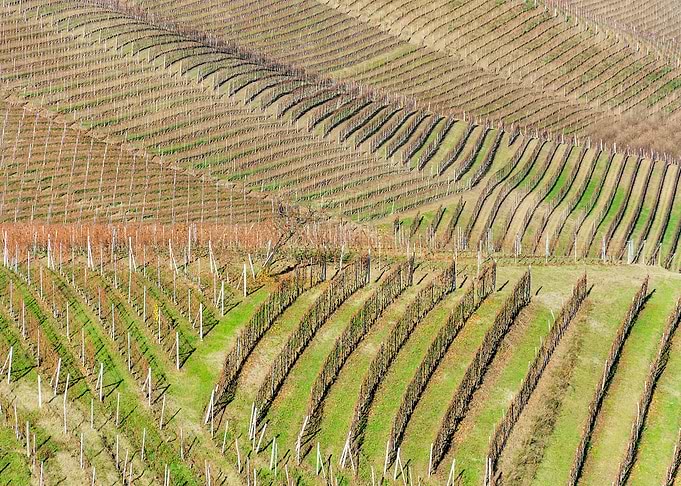Langhe Vineyard Landscape