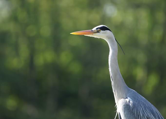 Grey Heron Portrait