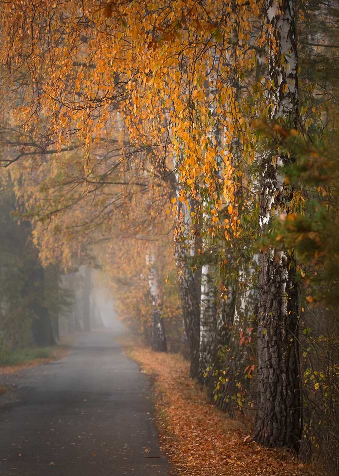 Autumn Road Through Fog