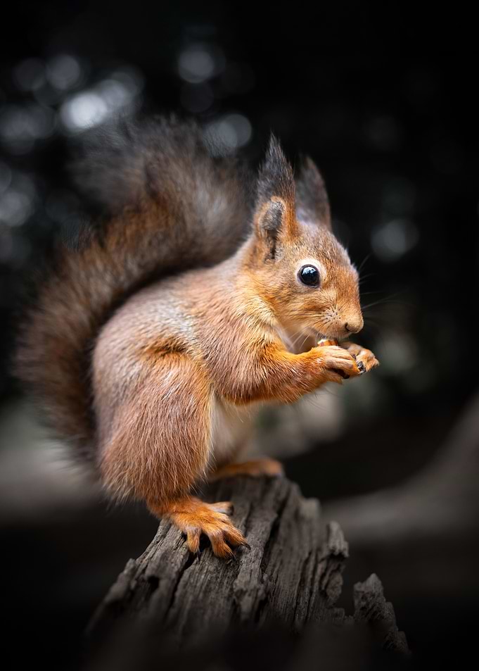 Red Squirrel Eating