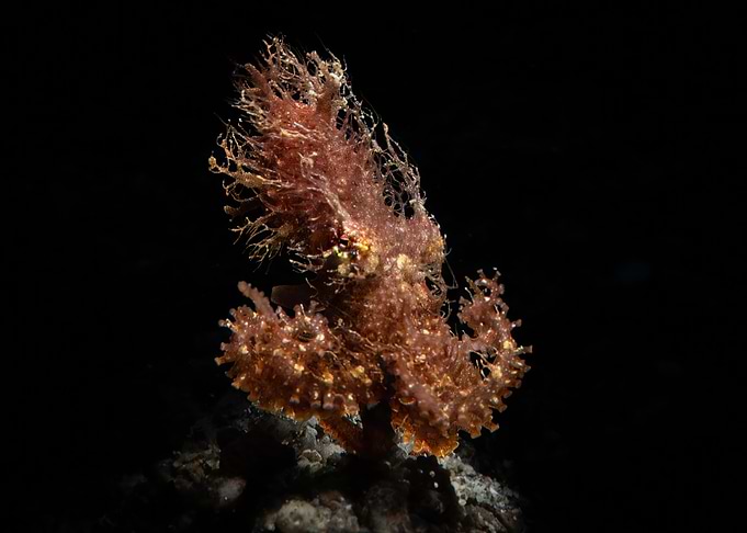 Floating Hairy Octopus