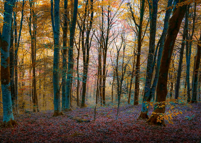 Autumn Forest Dream