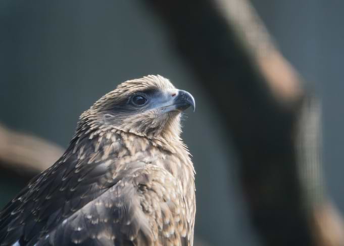 Black Kite Close-Up