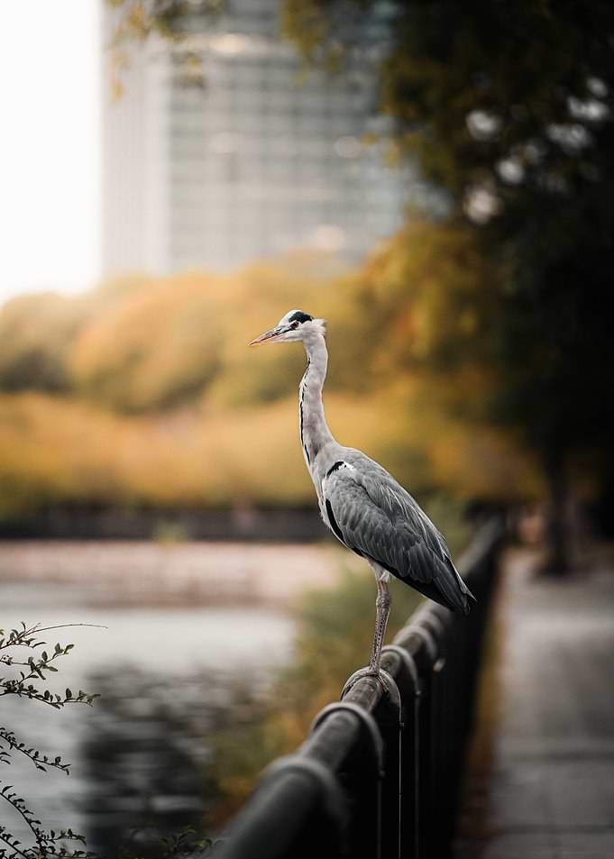 Grey Heron on Railing