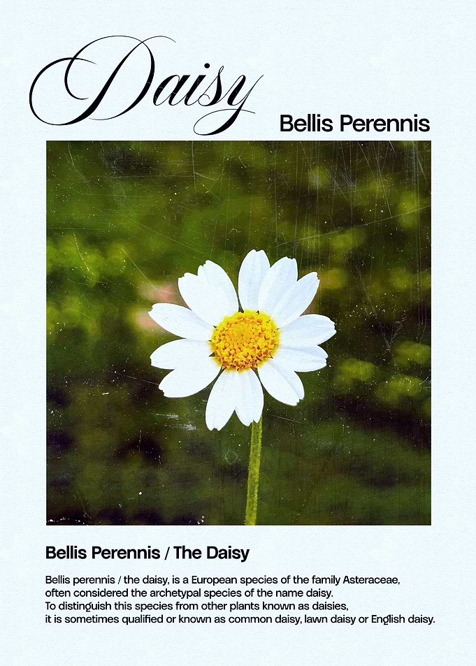 Daisy Flower Illustration