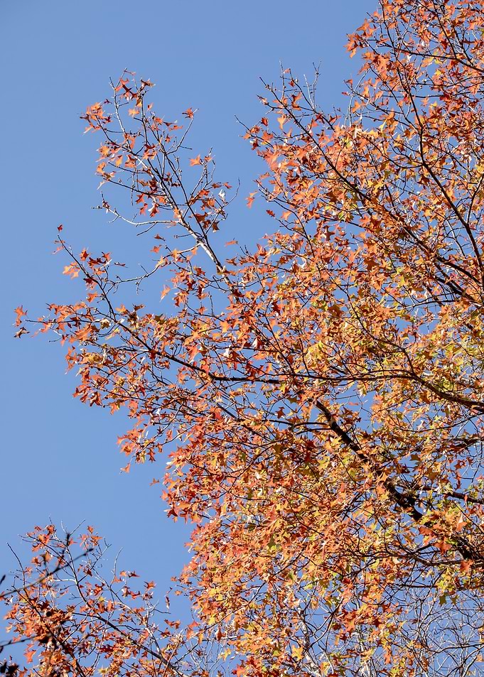 Orange Autumn Leaves Against Blue Sky