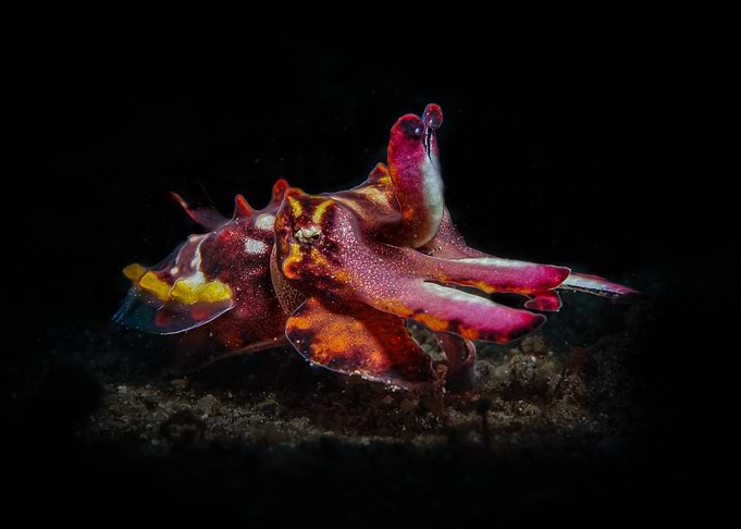 Flamboyant Cuttlefish