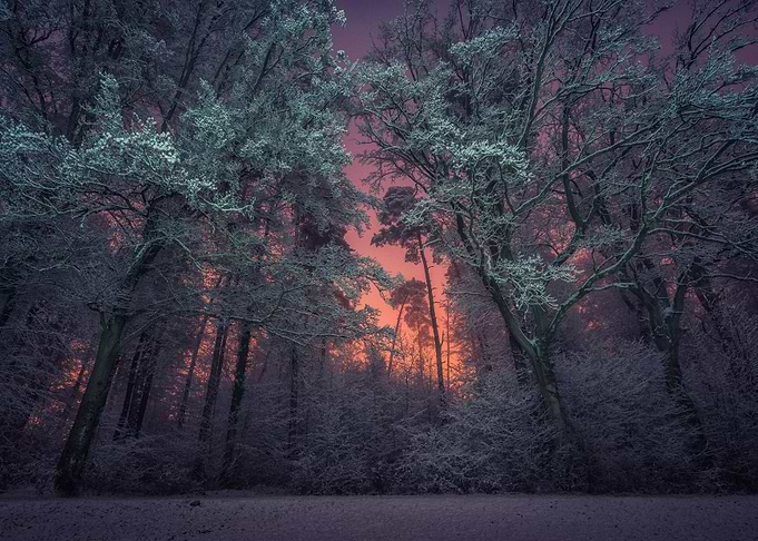 Snowy Forest Sunset