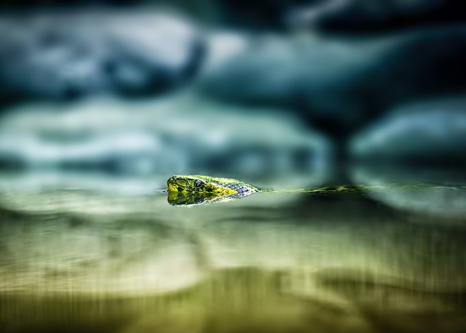 Green Snake in Water