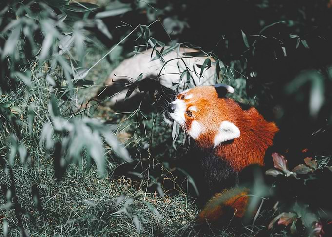 Artistic Red Panda