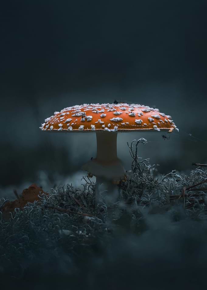 Red Mushroom in Fog