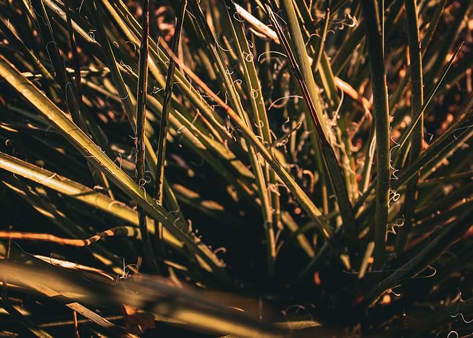 Plant Cluster in The Sun
