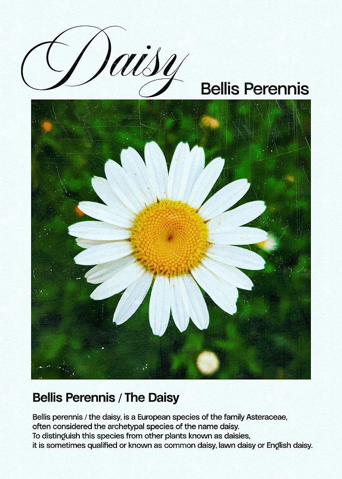 Daisy Flower Illustration