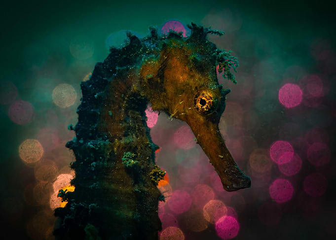 Seahorse Portrait Bubble Bokeh