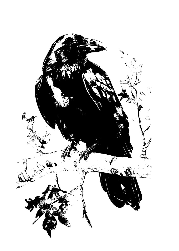 Raven on Branch
