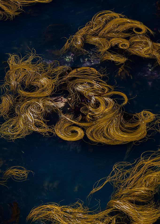 Seaweed Underwater
