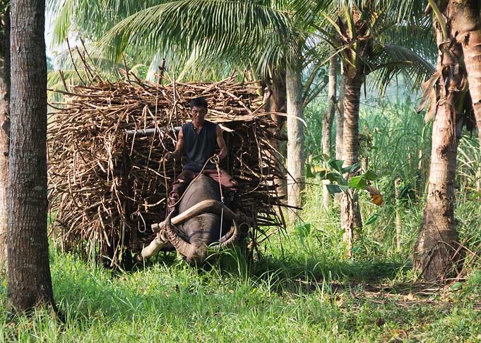 Man Riding Water Buffalo Pulling Sugar Cane