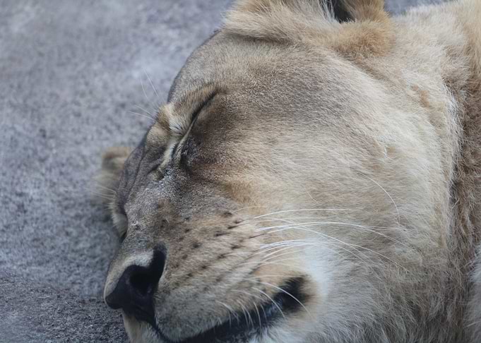 Sleeping Lion Close-Up