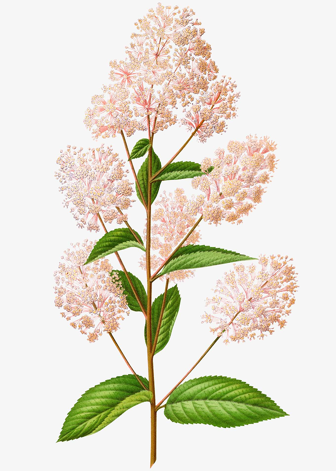 Pink Lilac Flower