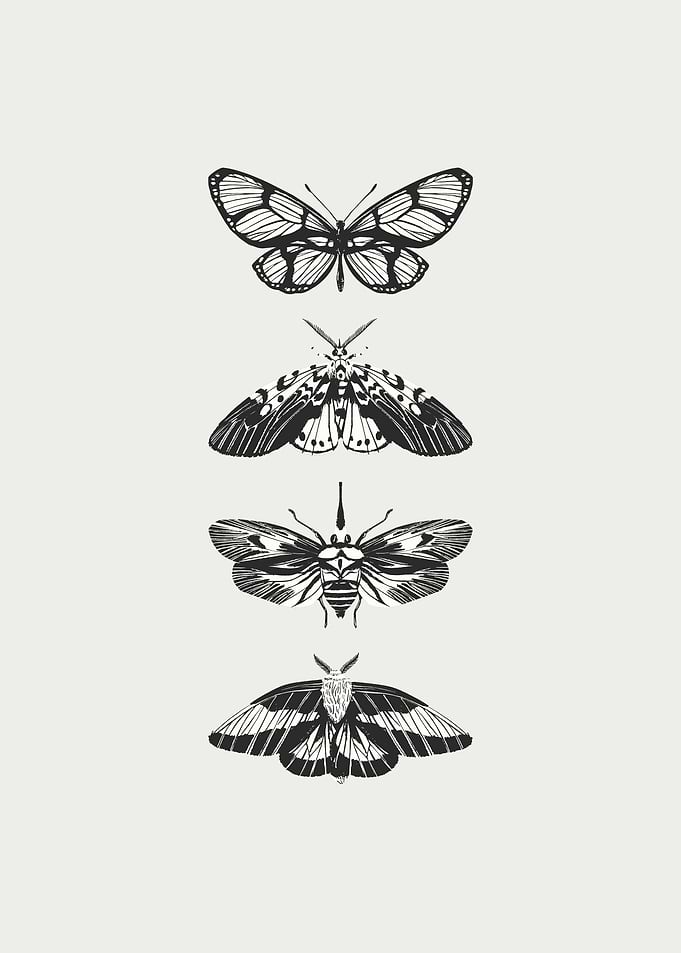 Black and White Butterfly and Moth Illustration