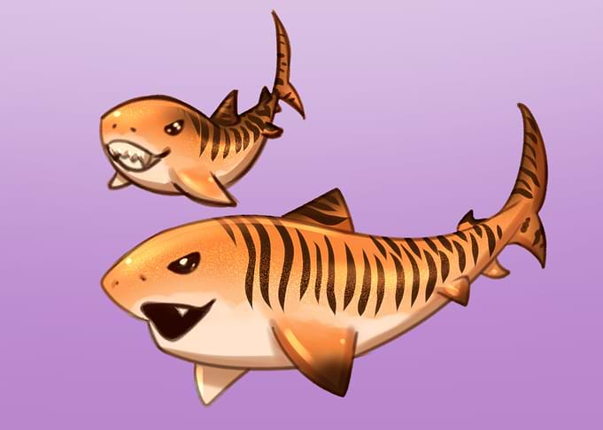 Tiger Cake Sharks