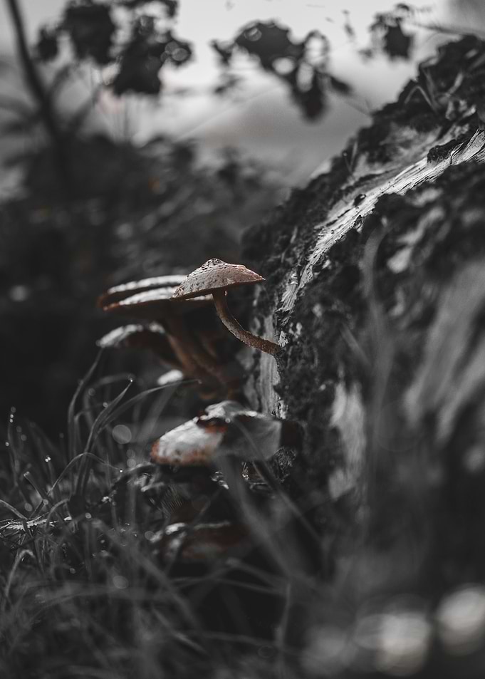 Mushrooms on Tree Bark