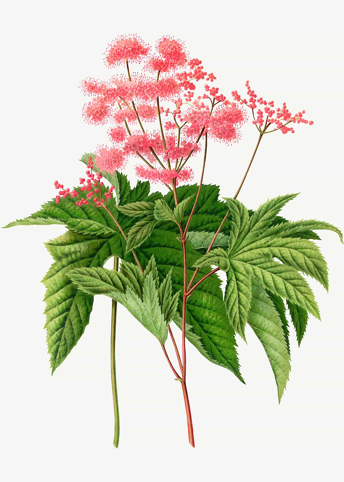 Meadowsweets Flower