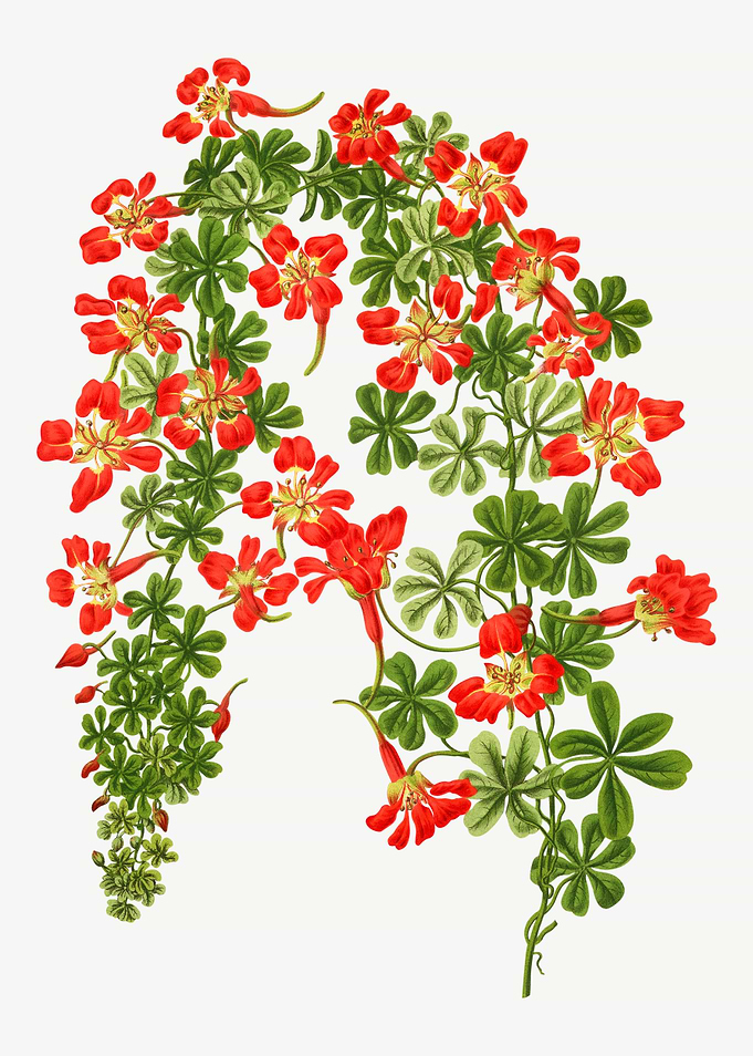 Vintage Flame Red Flower