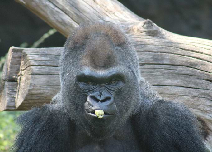 Gorilla Close-Up