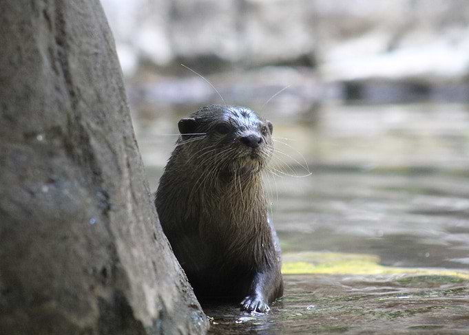 Otter by the Water