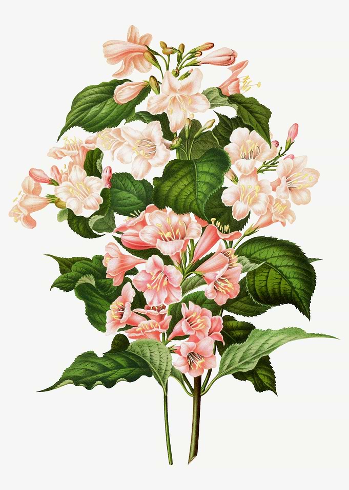 Madame Lemoine Lilac