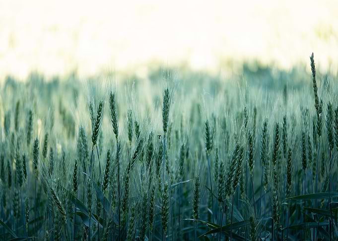 Wheat Field at Dawn