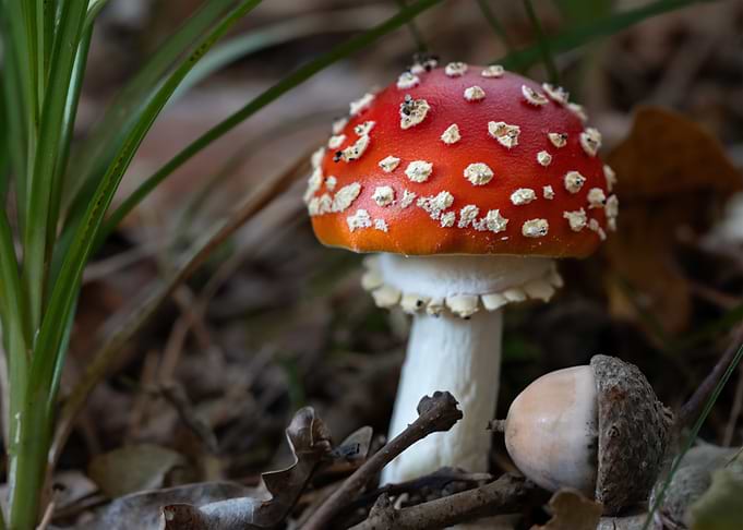 Fly Agaric In The Forest