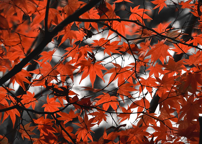 Autumn Maple Leaves