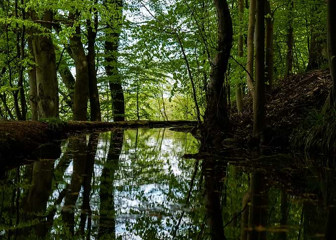 Forest Pond Reflection