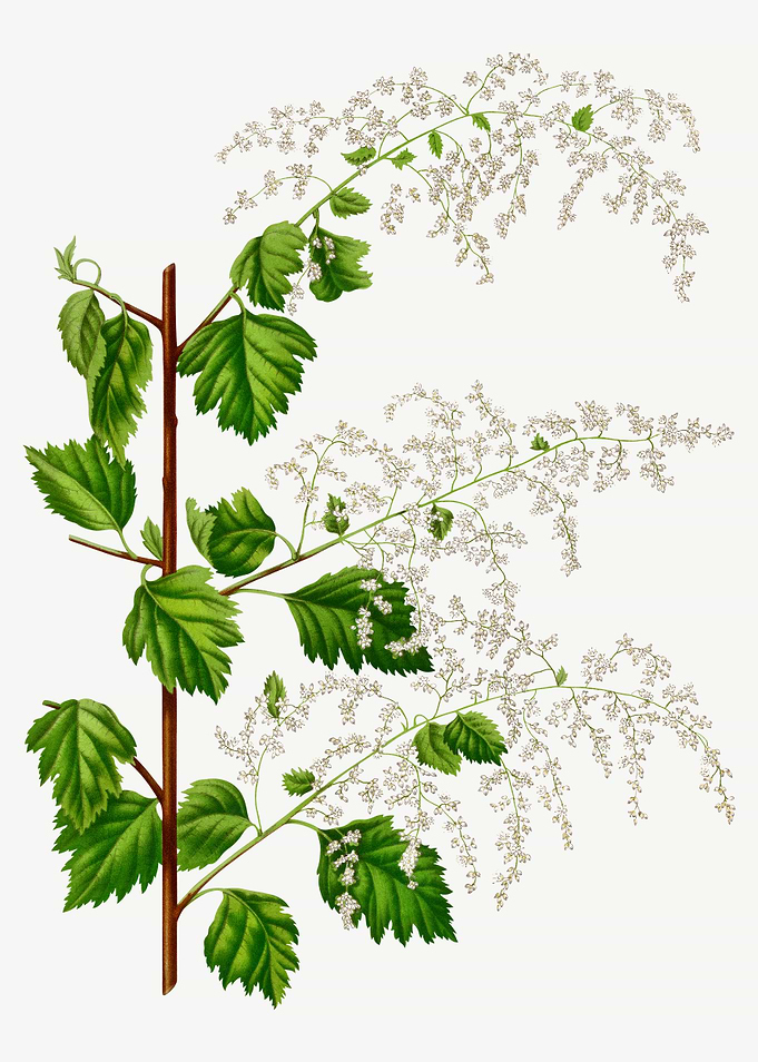 Broadleaf Meadowsweet
