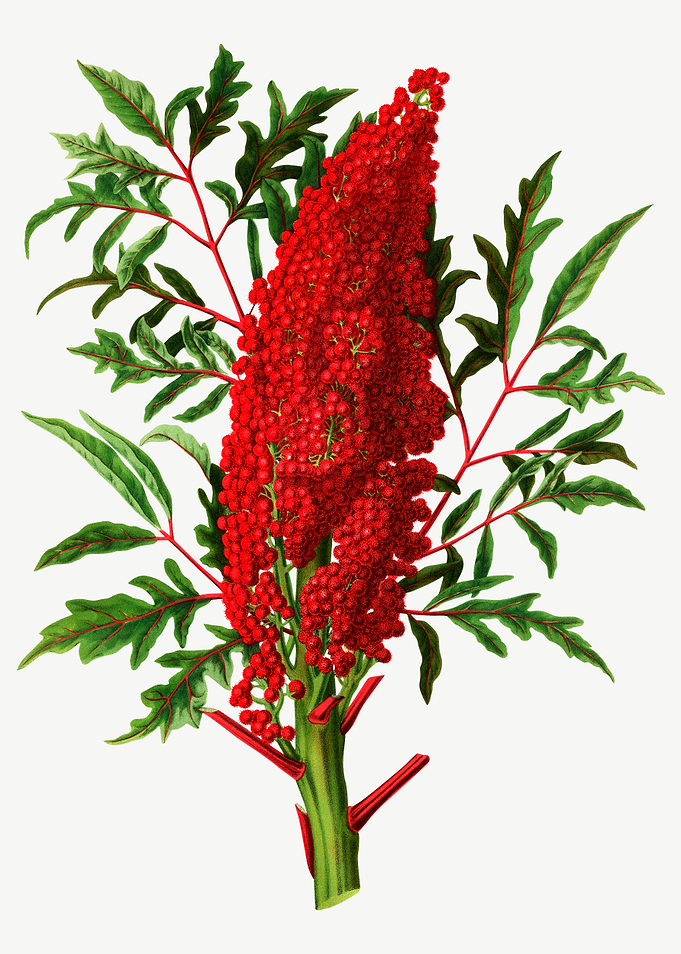 Rhus Glabra Laciniata