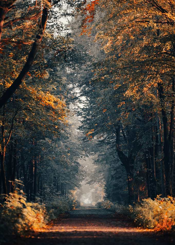 Autumn Forest Path