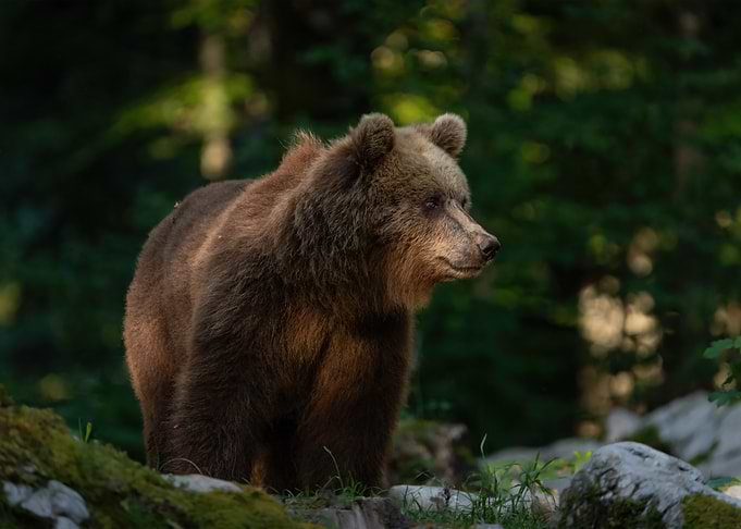 Brown Bear In Forest
