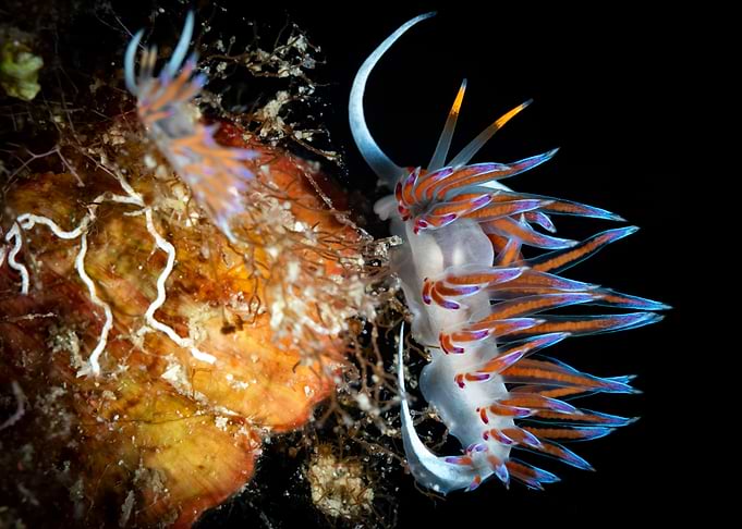 Nudibranch on Coral