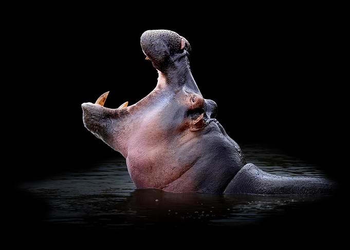 Hippopotamus in water on black