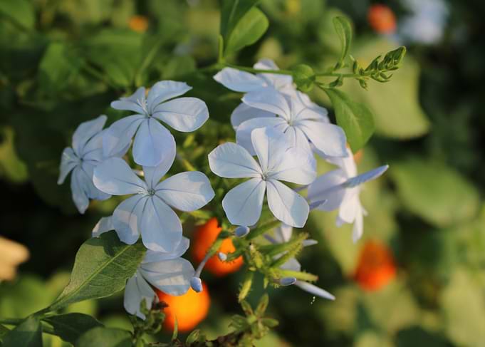 Delicate Blue Flowers