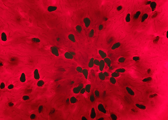 Dragon Fruit Close-Up
